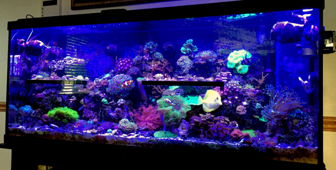 55-gallon reef aquarium after 16 months of coral growth