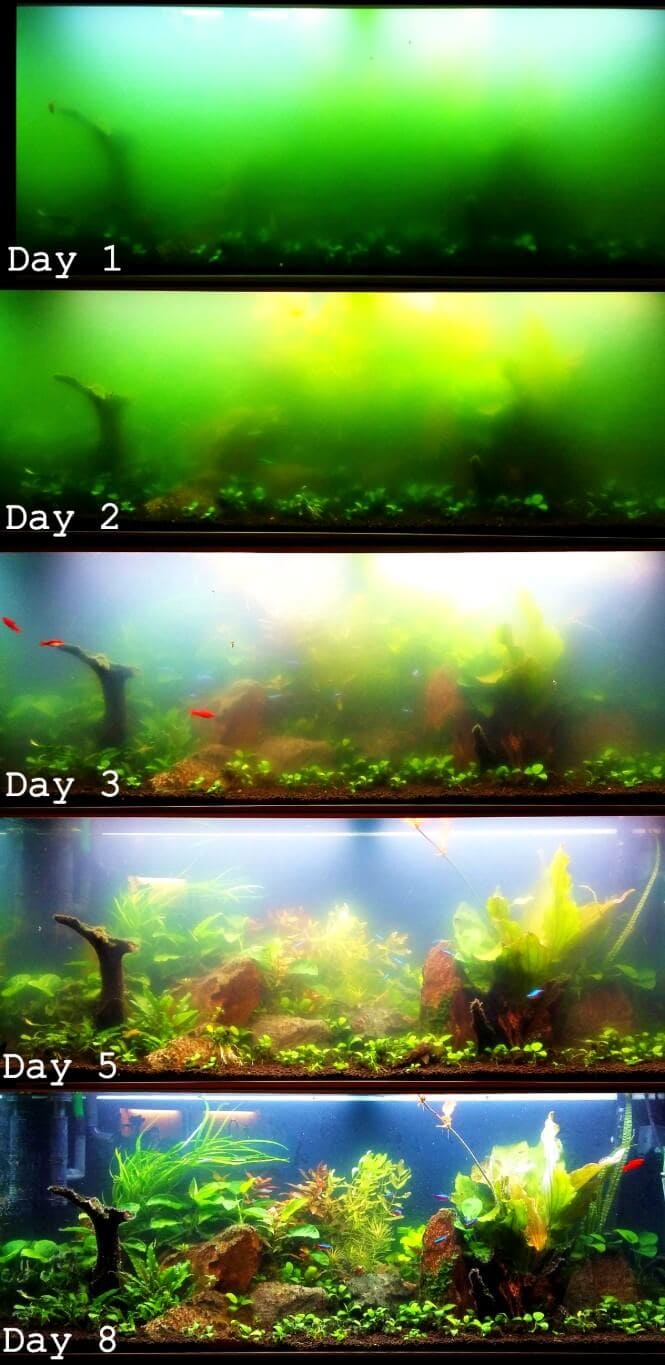 A progression that shows how a UV sterilizer can clear up a bacterial bloom in the aquarium.