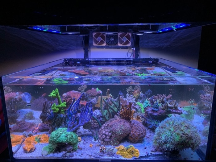 a couple of kessil a500x led lights nested over a tank with colorful sps corals