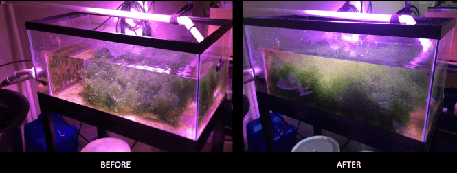 Best Led Refugium Lights To Grow Massive Chaetomorpha Aquanswers