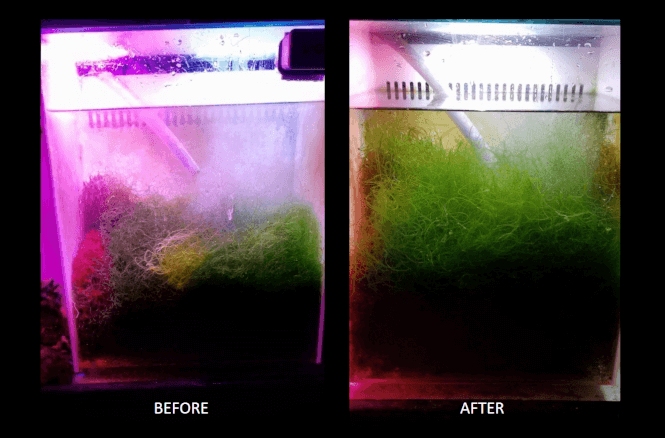 growstar refugium light progression growth