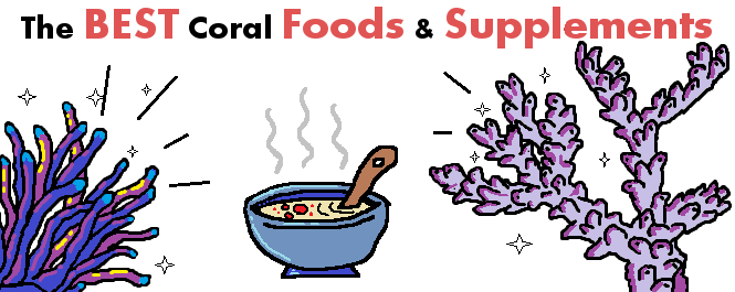 What is the best coral food s and supplements?