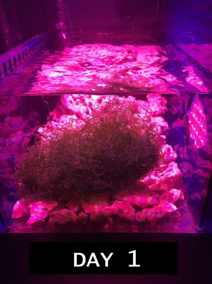 chaeto grown with ai prime fuge day one
