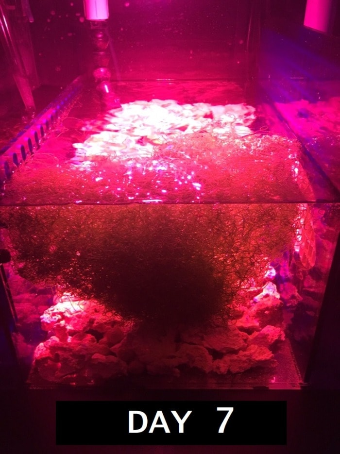 chaeto grown with ai prime day seven