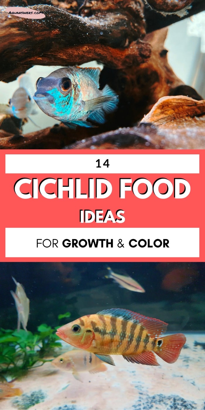 cichlid food ideas