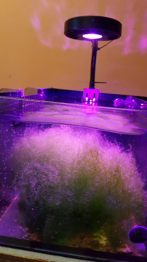 kessil h80 light growing chaetomorpha