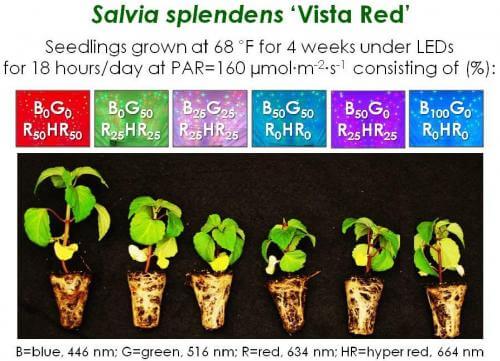 light spectrum and plants