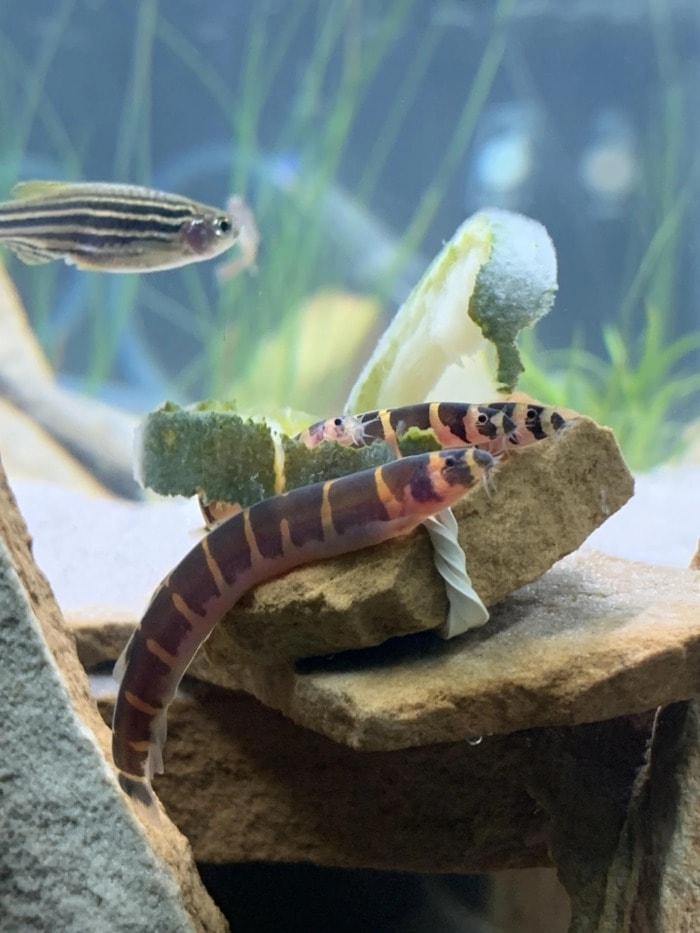 A group of Kuhli loaches eating a piece of zucchini on a stack of aquarium rocks