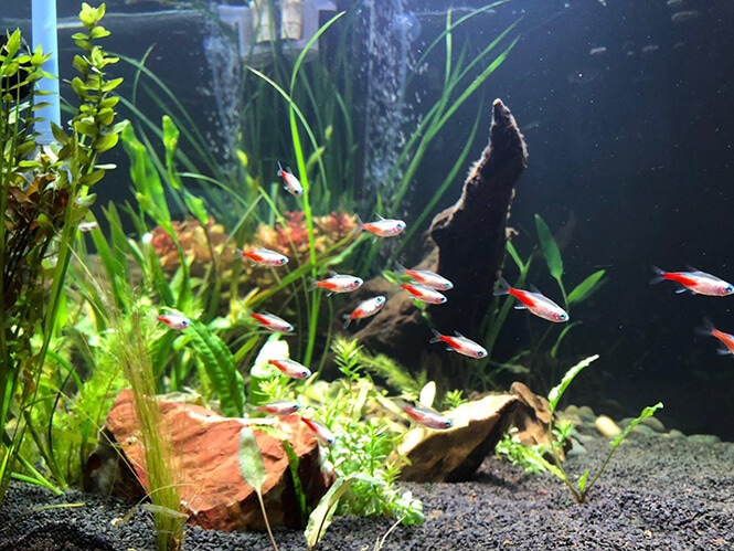 A school of Gold Neon Tetra fish