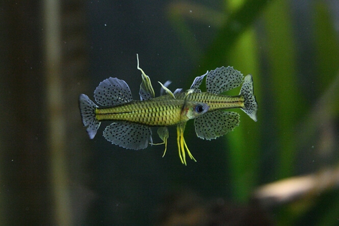 Blue-Eyed Spotted Rainbowfish