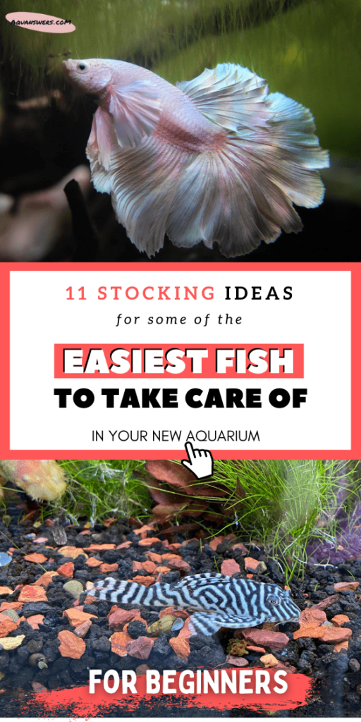 13 Easiest Fish to Take Care of in a Low Maintenance Aquarium Aquanswers