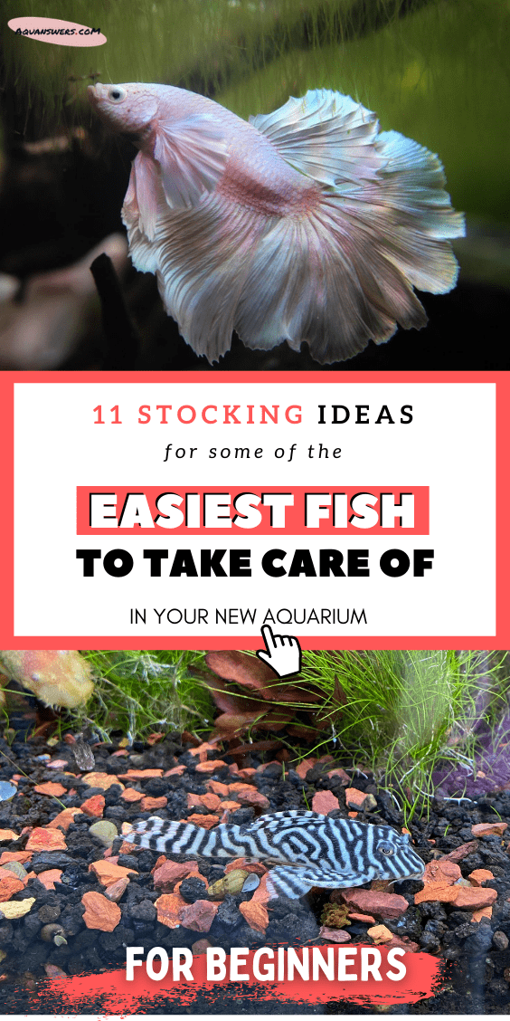 easiest fish to take care of poster