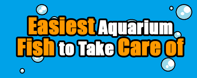 11 Easiest Fish To Take Care Of In A Low Maintenance Aquarium Aquanswers