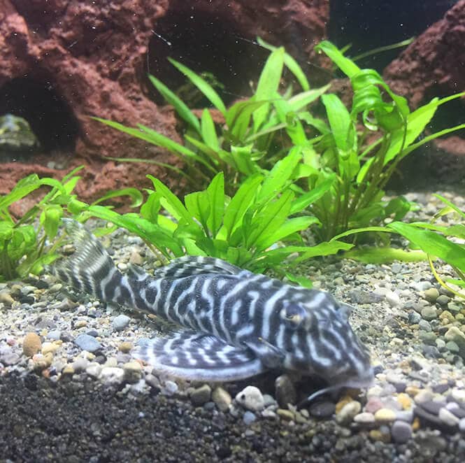 King Tiger Pleco on the aquarium's bottom