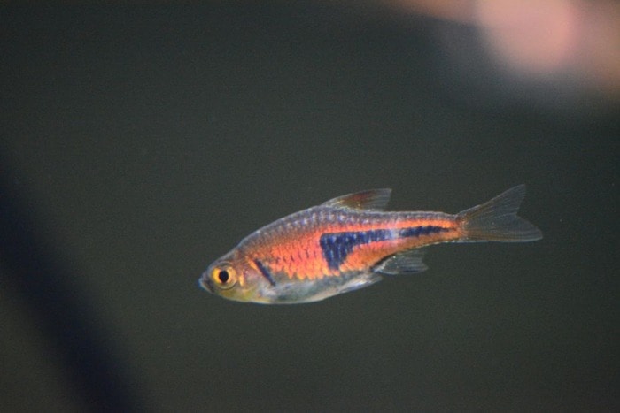 lambchop rasbora