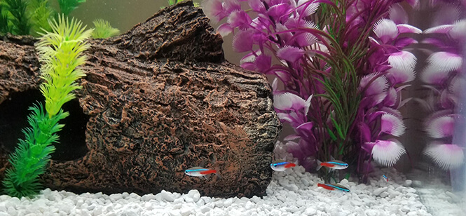 Schooling Neon Tetra fish