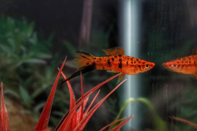 A Red Swordtail fish