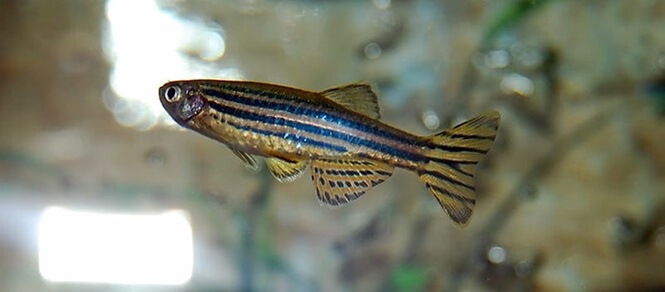 An adult Zebra Danio fish