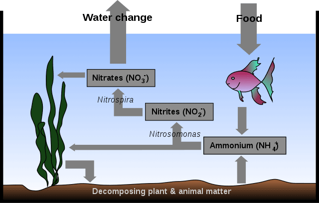 Nitrate Poisoning in Aquarium Fish: Causes and Cures | Aquanswers