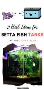 The 11 Best Betta Fish Tank Kits: Reviews for Beginners | Aquanswers