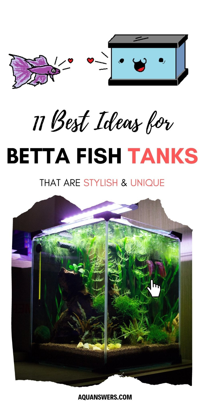 What are the best betta fish tanks that are stylish and unique?