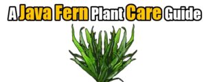 Growing Java Fern: Care Guide & Plant Profile | Aquanswers