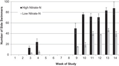 High nitrite levels correlation with side swimming