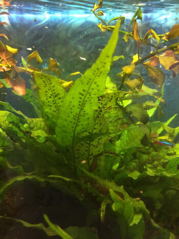multiple Java Fern leaves with black spots where new plantlets will emerge from