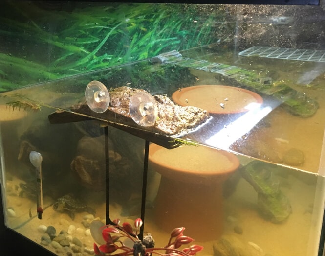 How To Keep A Turtle Tank Hygienic Clean Aquanswers