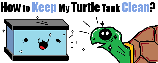 how to keep turtle tank clean header