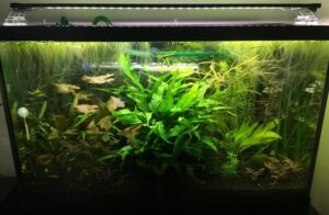 The Complete Guide to Java Fern: Growing, Caring, and Propagation in ...
