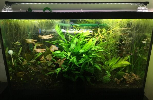 The Complete Guide to Java Fern: Growing, Caring, and Propagation in ...