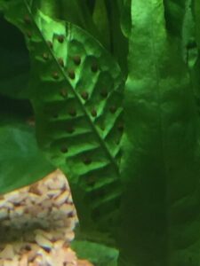 The Complete Guide to Java Fern: Growing, Caring, and Propagation in ...