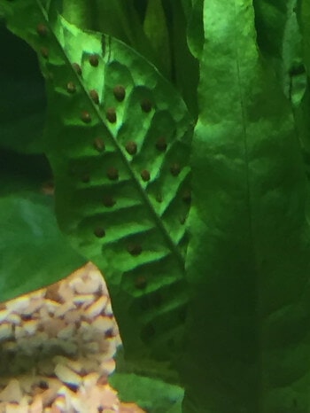 a close-up of Java Fern black spot sporangia