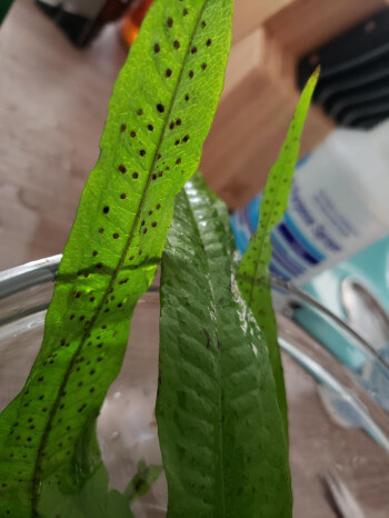 black spots on a Java Fern leaf