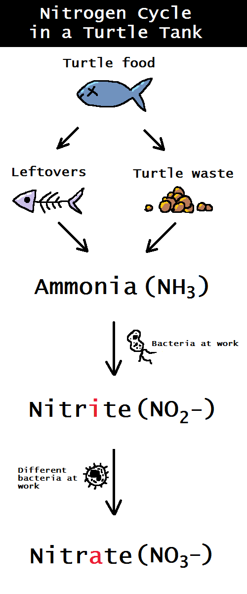 Nitrogen cycle in a turtle tank