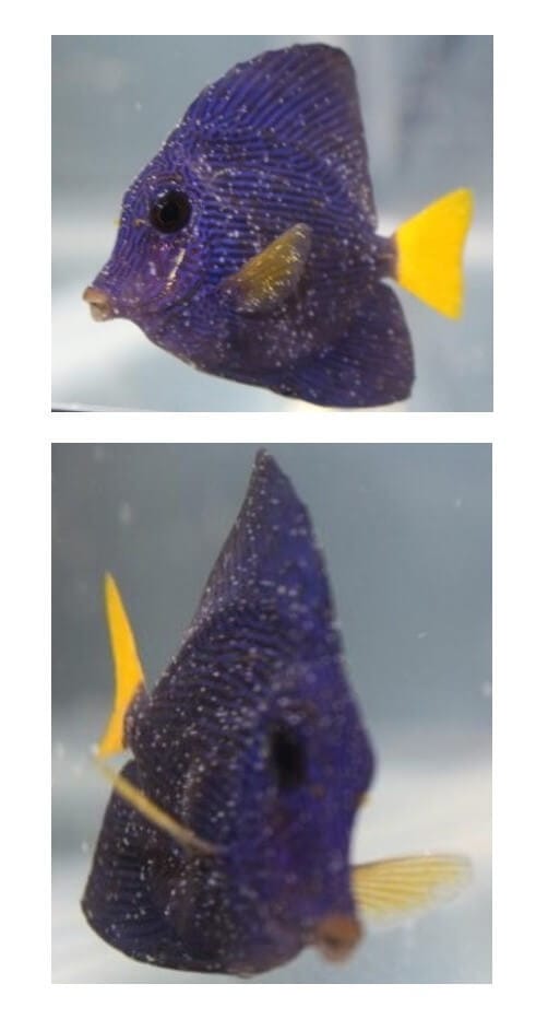 Purple tang covered in fine white spots (velvet disease)