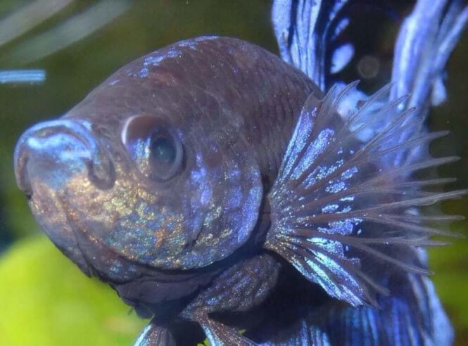 Close-up of betta fish infected by the velvet parasite
