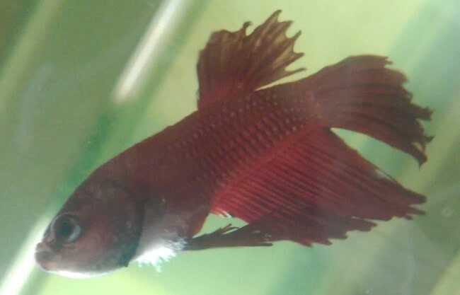 Red betta fish with a fungal infection