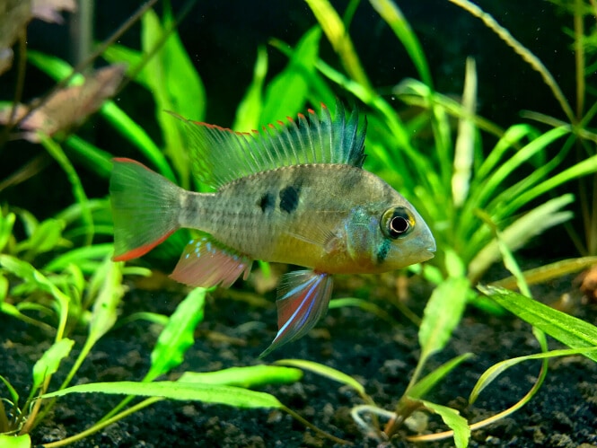 The 24 Best Community Fish for a Social Freshwater Aquarium - Bolivian Ram As Centerpiece Fish For A Community Tank