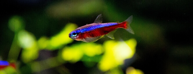 Cardinal Tetra