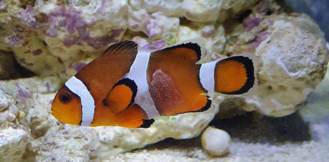 Clownfish with a large spot of mucus behind its fin (brooklynella)