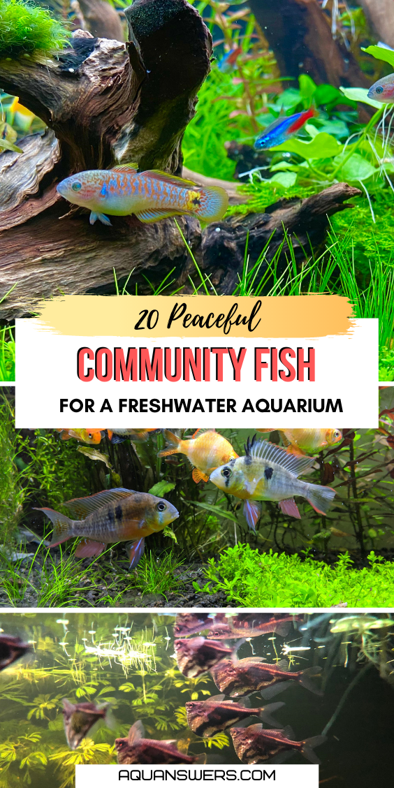 The 24 Best Community Fish for a Social Freshwater Aquarium - Community Aquarium Fish Freshwater IDeas Pin A