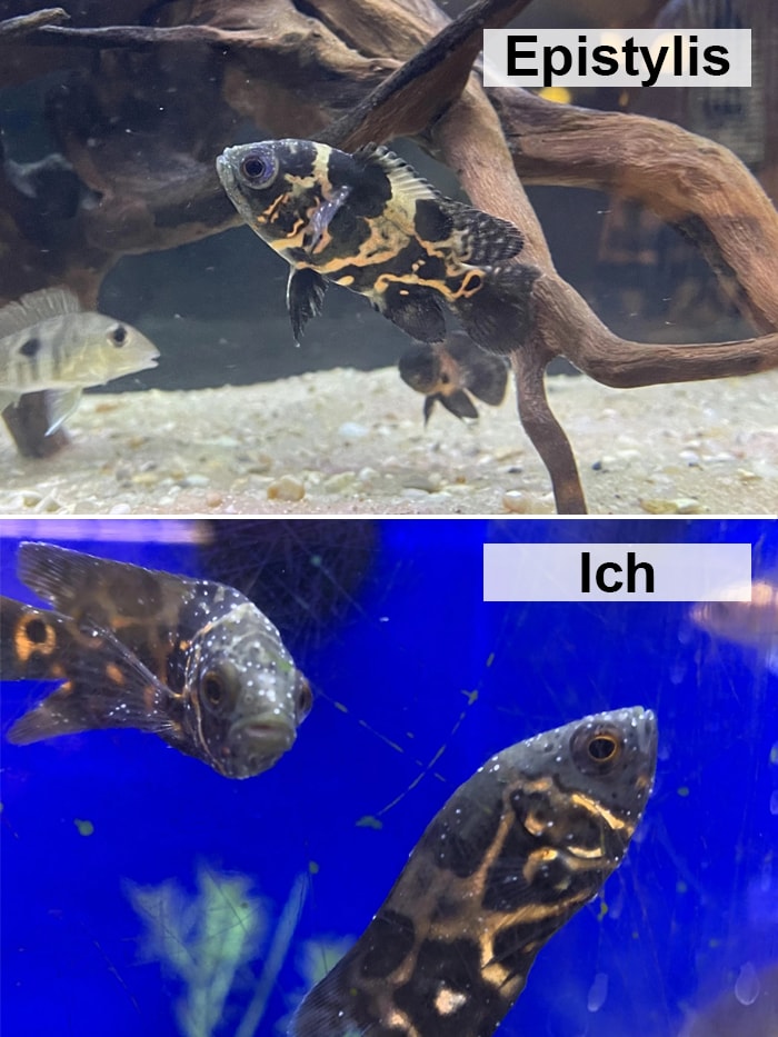 Comparison photos of a Tiger Oscar fish having white spots even in its eyes which is a sign of epistylis and not ich and another photo of two oscar fish suffering from ich