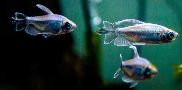 A school of Gongo Tetra fish