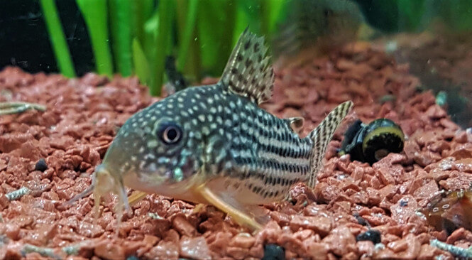 Sterbai Corydora catfish