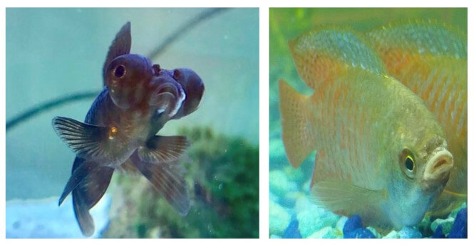 Black moor and gourami suffering from columnaris