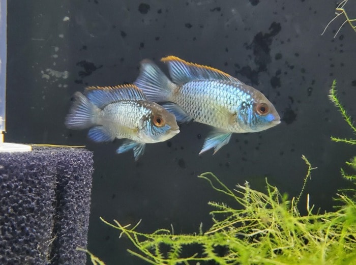 electric blue acara pair