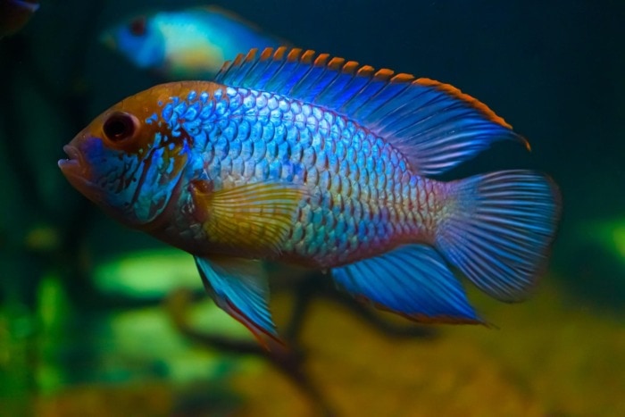 electric blue acara