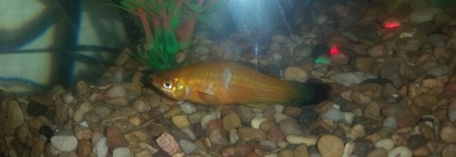 A platy fish with missing scales staying on the bottom of its tank